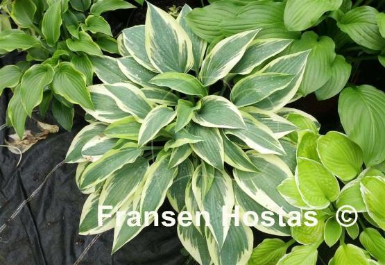 Hosta Bobcat